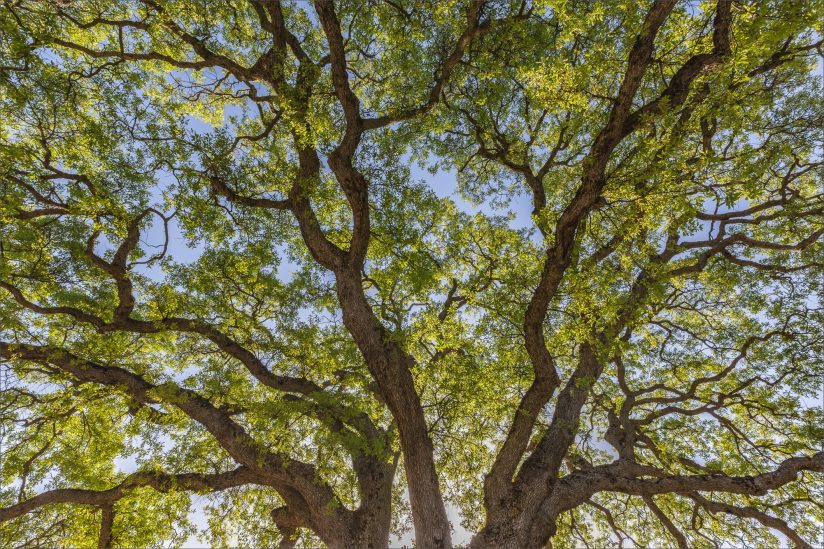 try finding photos near home like this oak tree