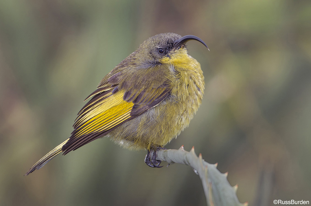 monopod for wildlife photography