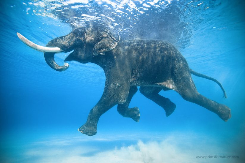 Image of one of the photos available in the Prints For Nature campaign.