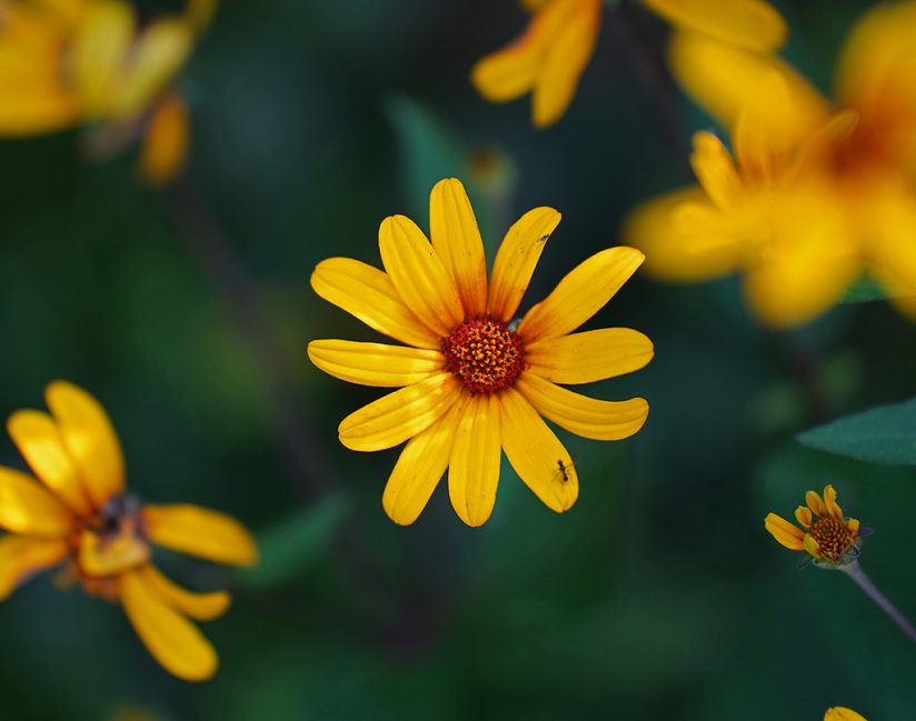 Close up image of flowers taken with the 70-180mm Tamron zoom for Sony